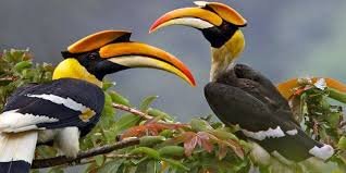  ಕಾಡು ಬೆಳಸುವ ಮಂಗಟ್ಟೆ ಹಕ್ಕಿಗಳು (Hornbills)