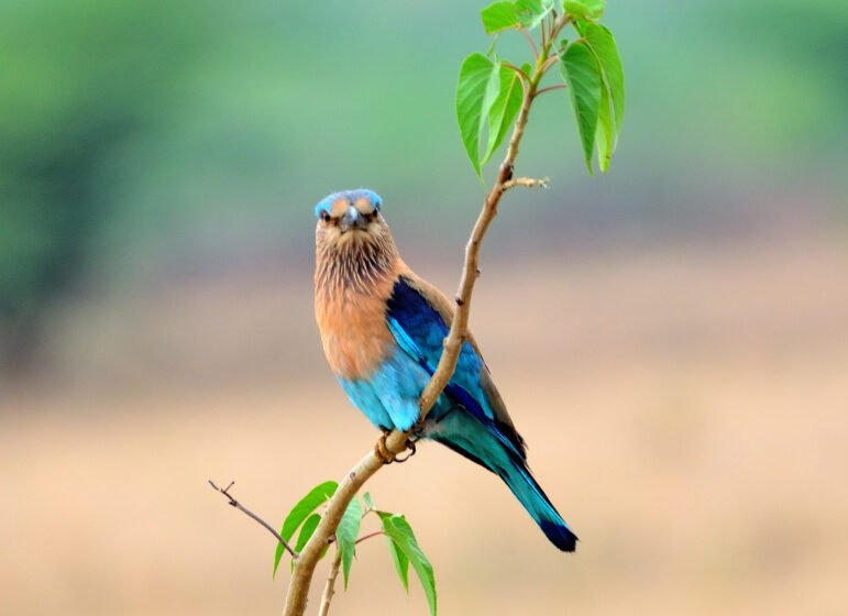  ನೀಲಕಂಠ (ಇಂಡಿಯನ್ ರೋಲರ್)