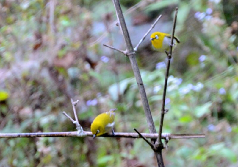  ಬೆಳ್ಗಣ್ಣ! (Indian White-eye)