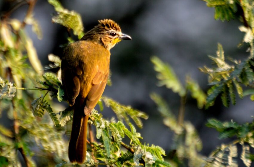  ಪಿಕಳಾರ ಎಂಬ ಮಾಡೆಲಿಂಗ್ ಹಕ್ಕಿ! (ಬುಲ್ ಬುಲ್)