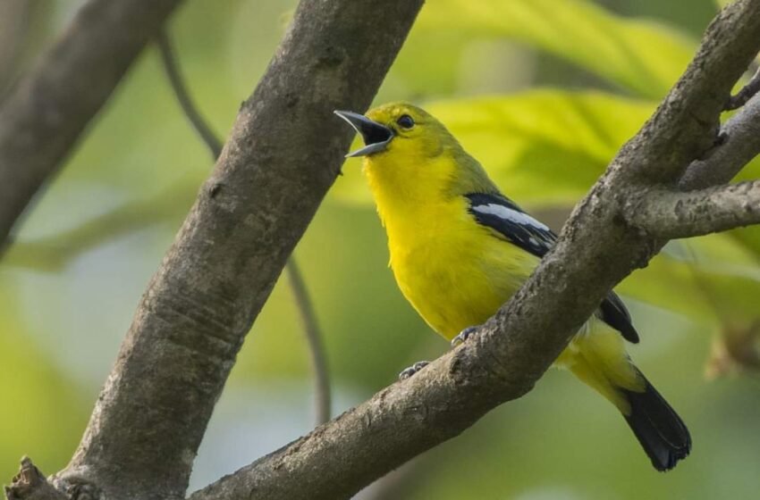  ಮಧುರಕಂಠ! ((Common Iora Aegithina tiphia)