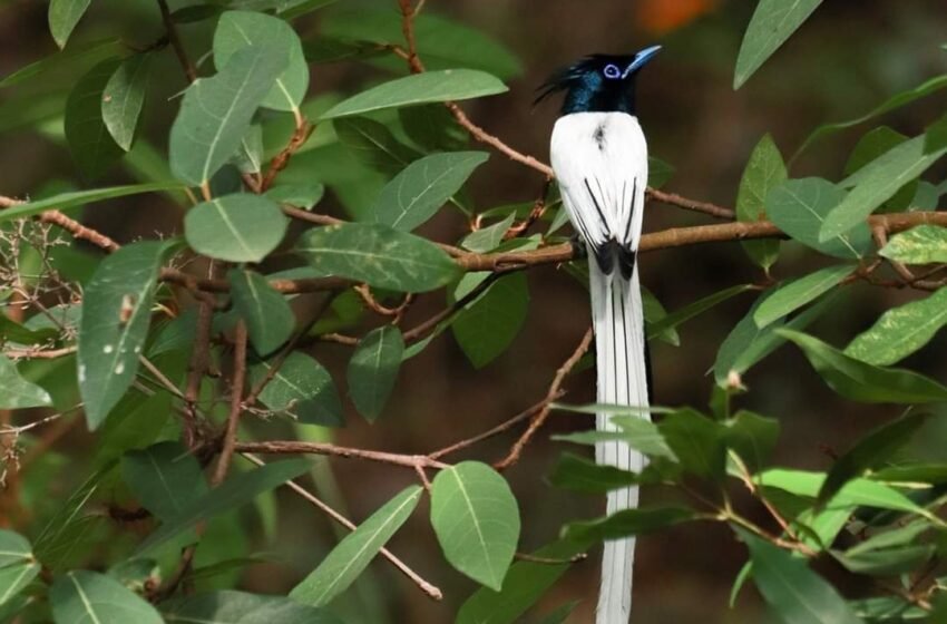  ಸ್ವರ್ಗದ ಹಕ್ಕಿ! (Indian Paradise Flycatcher)