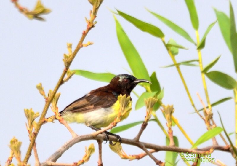  ಸೂರಕ್ಕಿಗಳು – Sun Bird