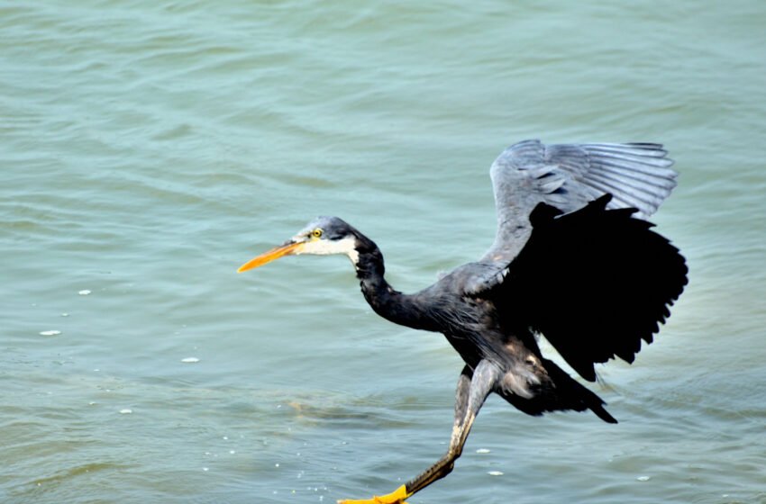  ಕರಾವಳಿ ಬಕ – Western Reef Heron or Wester Reef Egret