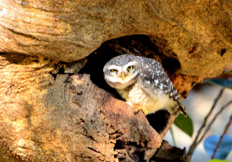  ಚುಕ್ಕೆ ಚಿಟ್ಟುಗೂಬೆ – Spotted Owlet