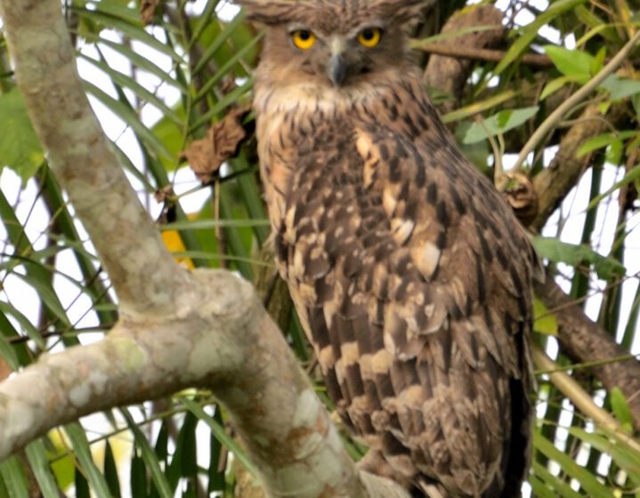  ಕಂದು ಮೀನು ಗೂಬೆ – Brown Fish Owl