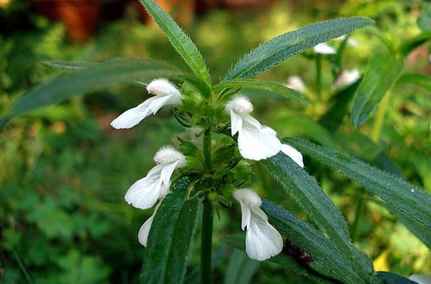  ತುಂಬು ಮನಸ್ಸಿನ ತುಂಬೆ