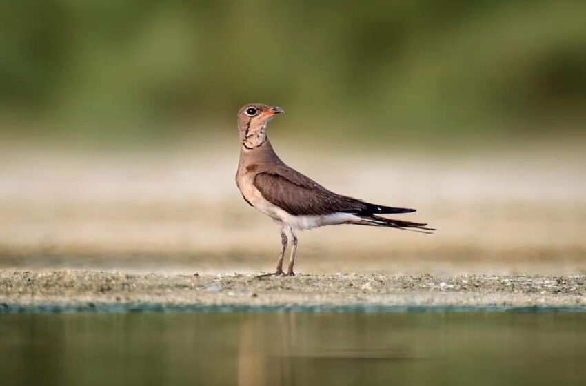  ಚಿಟವ  – Pratincole