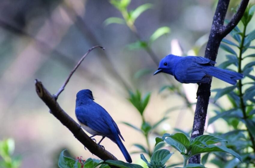  ನೀಲಿ “ರಾಜ” ನೊಣಹಿಡುಕ (Monarch Blue Flycatcher)