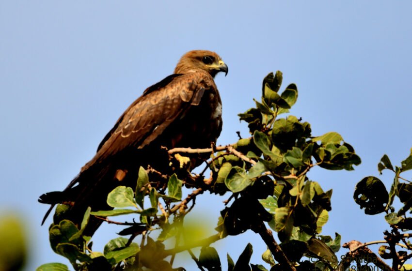  ಹದ್ದು – Black Kite