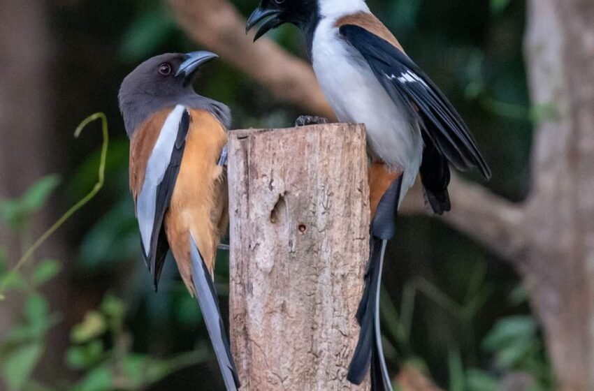  ಕಳ್ಳಹಕ್ಕಿ! – Treepie