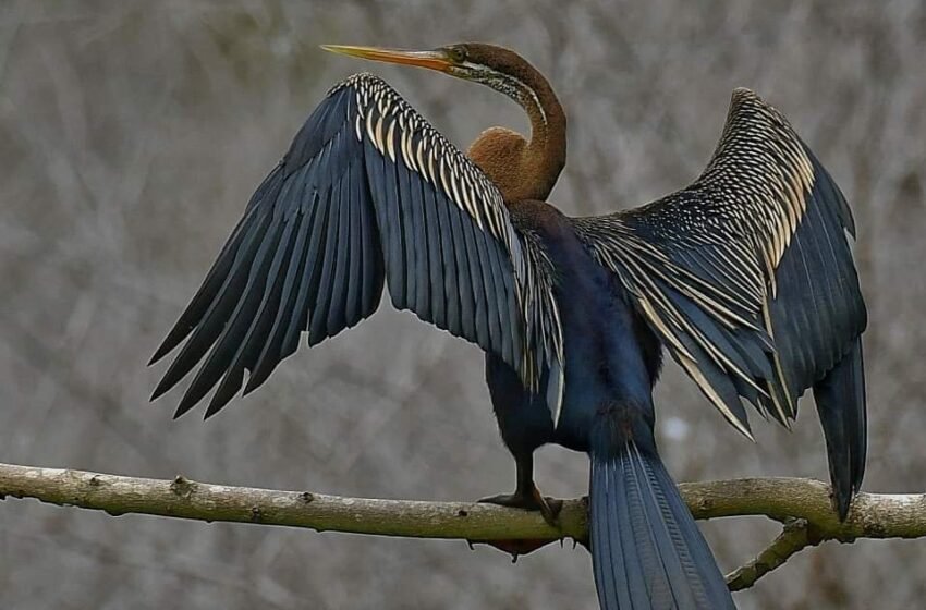  ನೀರಿನಲ್ಲಿನ ಕಾಗೆ! – Cormorants