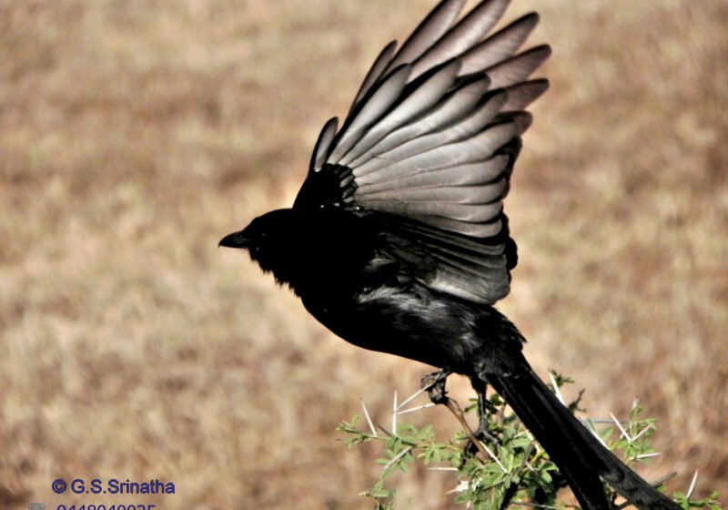  ಕಾಜಾಣ-ಮಿಮಿಕ್ರಿ ಕೊತ್ವಾಲ – Drongo