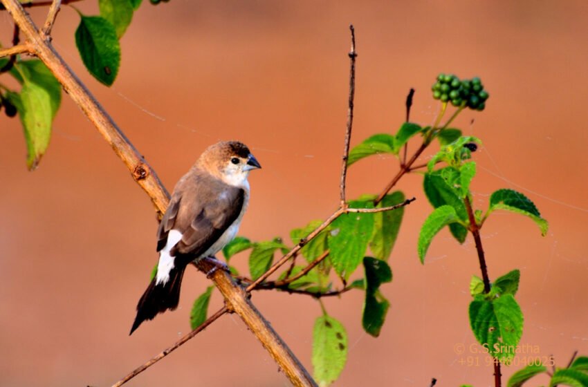  ಮುನಿಯಾ – ರಾಟವಾಳಗಳು