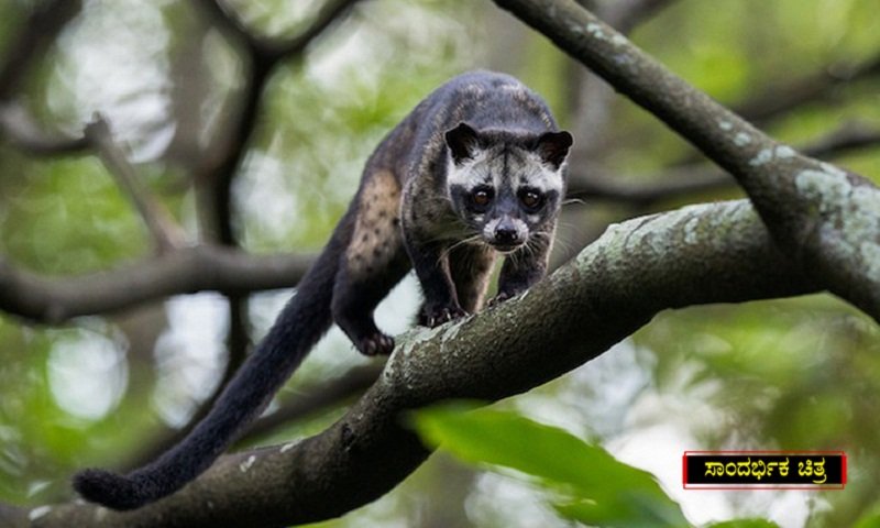  ಕಬ್ಬೆಕ್ಕುಗಳು – CIVETS