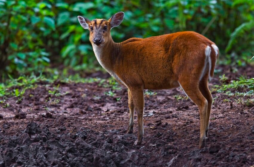  ಕಾಡು ಕುರಿ – Barking deer