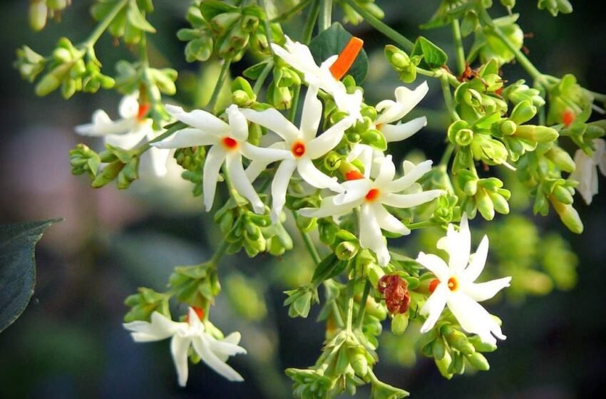  ಇರುಳು ಸುಂದರಿ ಪಾರಿಜಾತ