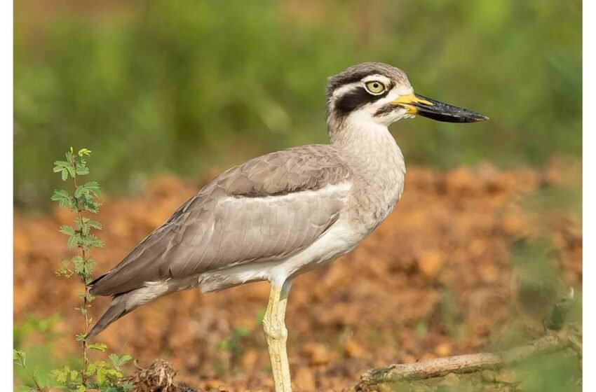  ಬಂಡೆಗೊರವ – Great Thick-knee Great Stone-curlew