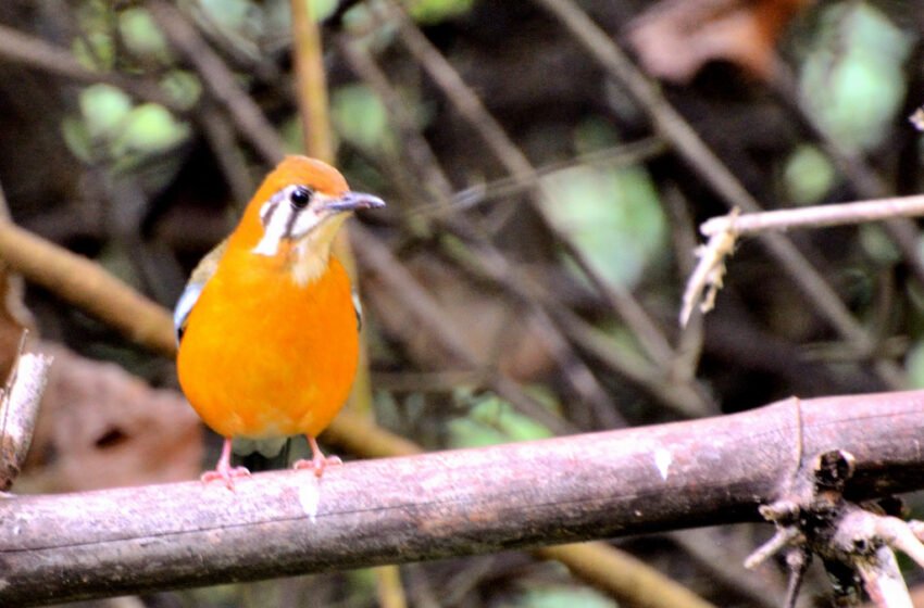  ಕಿತ್ತಳೆ ನೆಲಸಿಳ್ಳಾರ – Orange-headed Thrush