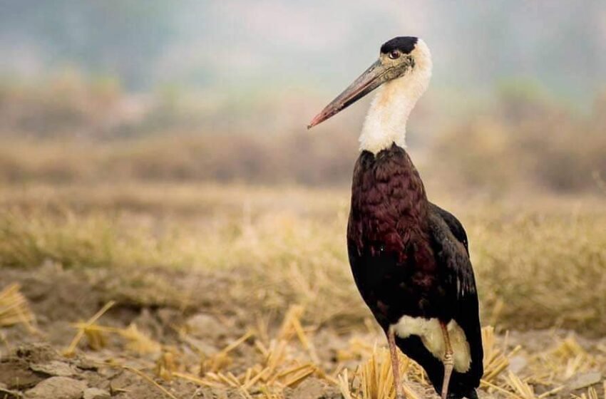  ಬಿಳಿ ಕೊರಳಿನ ಕೊಕ್ಕರೆ – Woolly-necked Stork