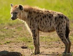  ಆಫ್ರಿಕಾದ ವಿಲಕ್ಷಣ ಪ್ರಾಣಿ ಚುಕ್ಕೆ ಕತ್ತೆ ಕಿರುಬ (Spotted Hyena)