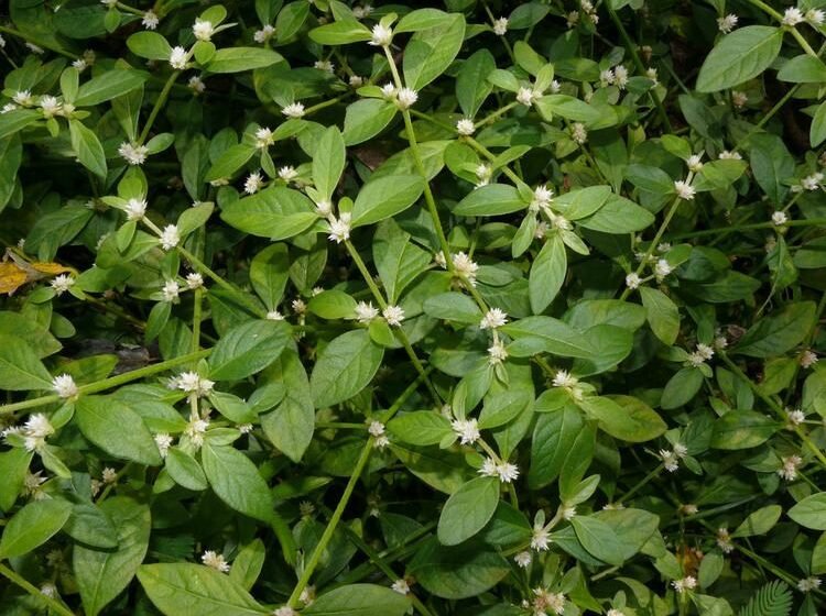  ಹೊನ್ನಿನ ಹೊನಗೊನ್ನೆ -Alter Nanthera sessilis