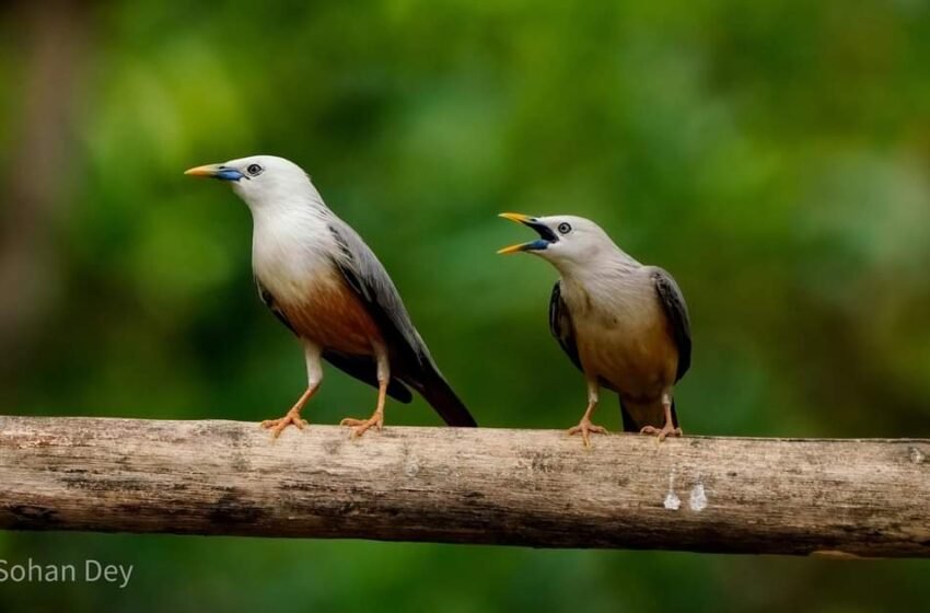  ಮಲೆ ಕಬ್ಬಕ್ಕಿ – Malabar Starling