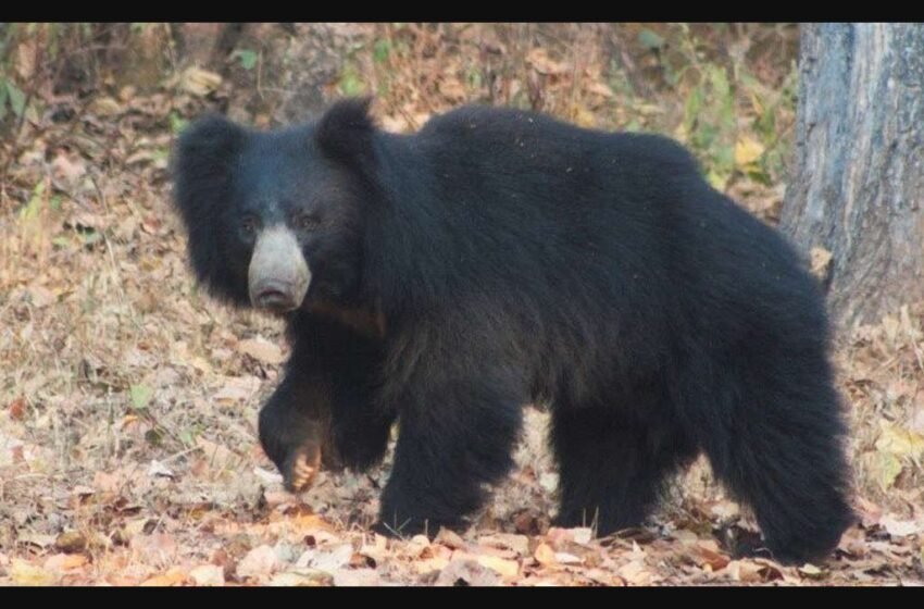  ಭಾರತದ ಕರಡಿಗಳು – Indian Bears