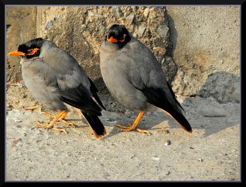  ಉತ್ತರದ ಕಬ್ಬಕ್ಕಿ – Bank Myna