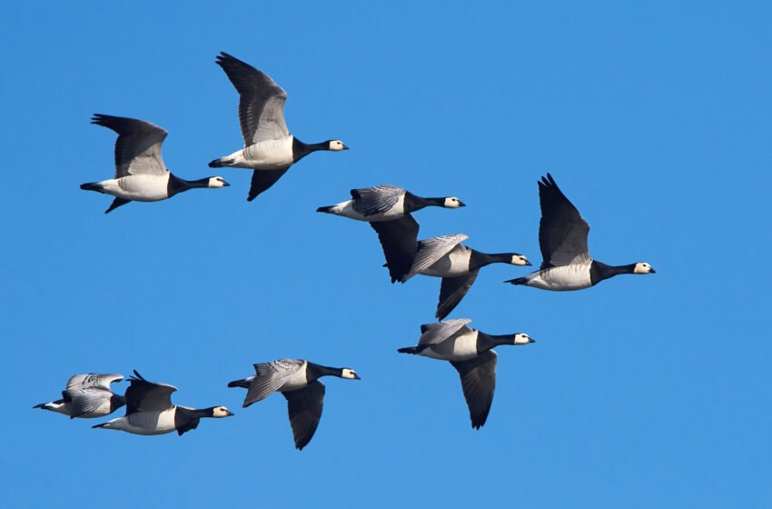  ಹನಿಗವಿತೆಗಳು – ಡಾII ಪರಮೇಶ್ವರಪ್ಪ ಕುದರಿ – 11