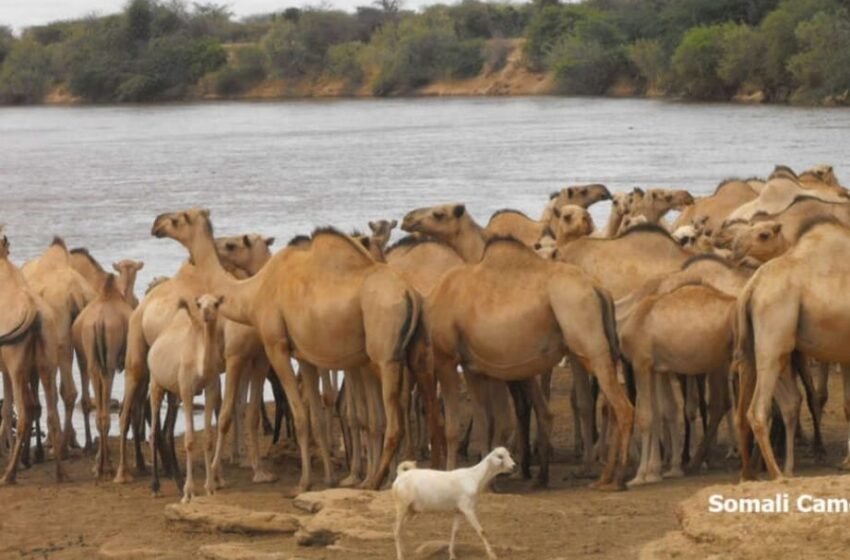  ಕೆಲಸಕ್ಕಾಗಿ ಕಗ್ಗತ್ತಲೆಯ ಖಂಡದತ್ತ-೧೮