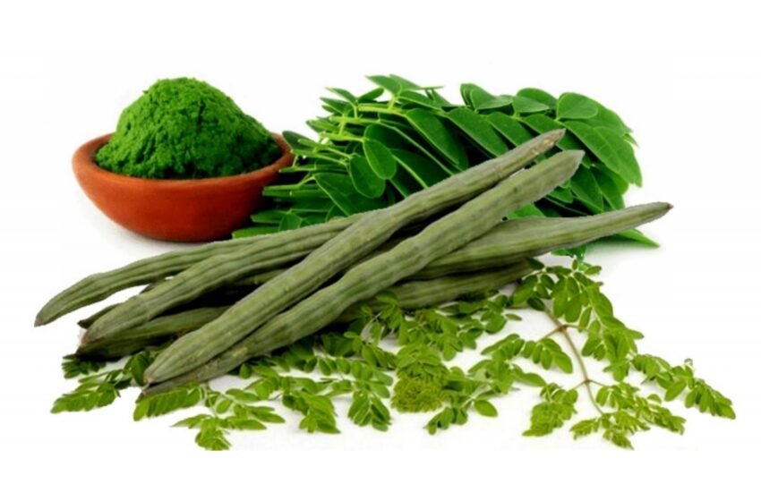  ನುಗ್ಗೆ ಎಂಬ ಸಂಜೀವಿನಿ