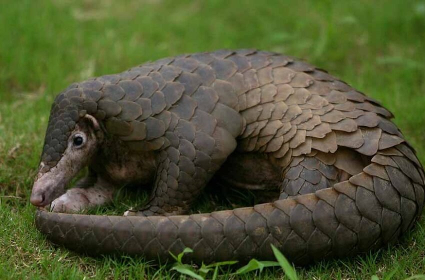  ಚಿಪ್ಪುಹಂದಿ – Pangolin