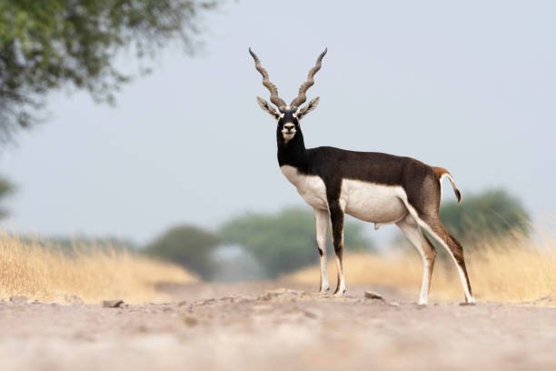  ಕೃಷ್ಣಮೃಗ – Black buck