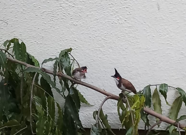  ಕೆಮ್ಮೀಸೆ ಪಿಕಳಾರ ಮರಿಗಳ (Red Whiskered Bul Bul)ಹಾರುವ ವ್ಯರ್ಥ ಪ್ರಯತ್ನ…