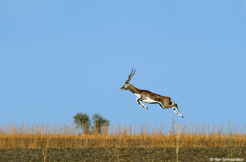  ಕರ್ನಾಟಕದ ಎರಳೆಗಳು – Antelopes