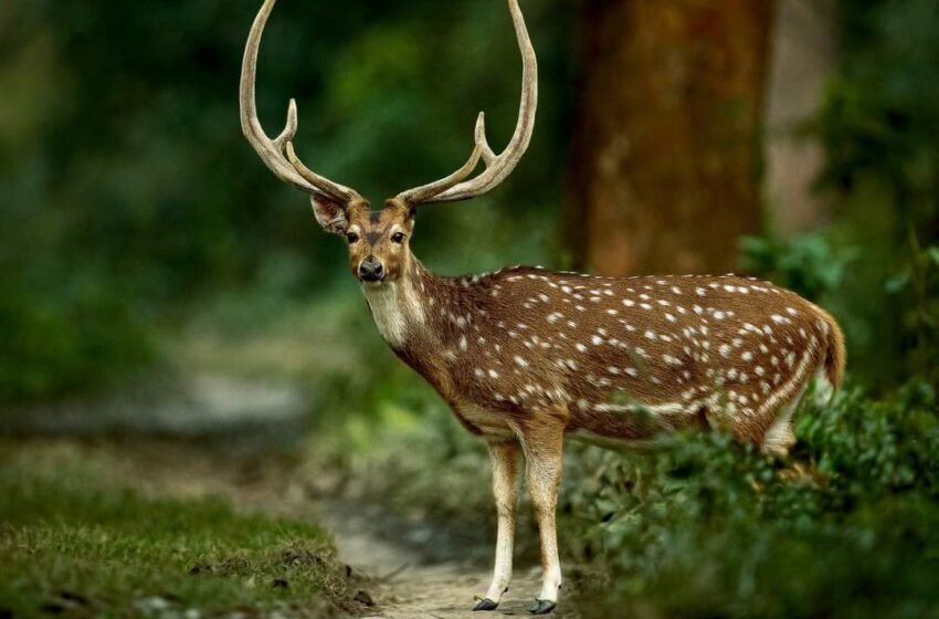  ಜಿಂಕೆಗಳು – Deer