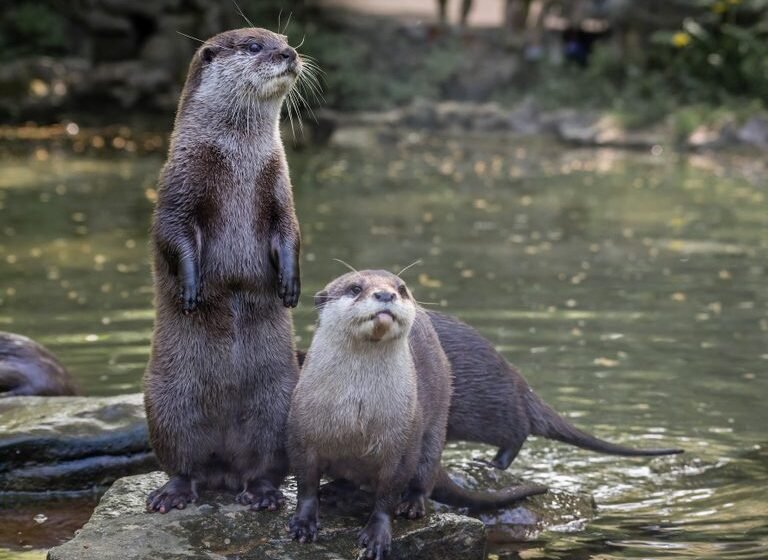  ನೀರು ನಾಯಿಗಳು – Otters