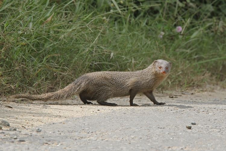  ಮುಂಗುಸಿಗಳು