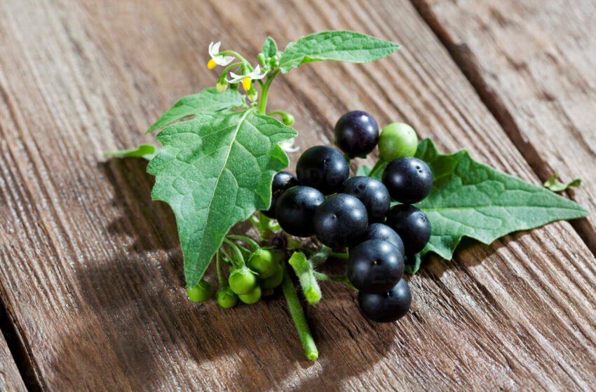  ಗಾಣಿಕೆ – ಸೊಲನಂ ನಿಗ್ರಮ್