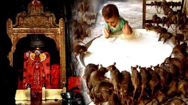  ಇಲಿಗೂ ಒಂದು ದೇವಸ್ಥಾನ!!!!