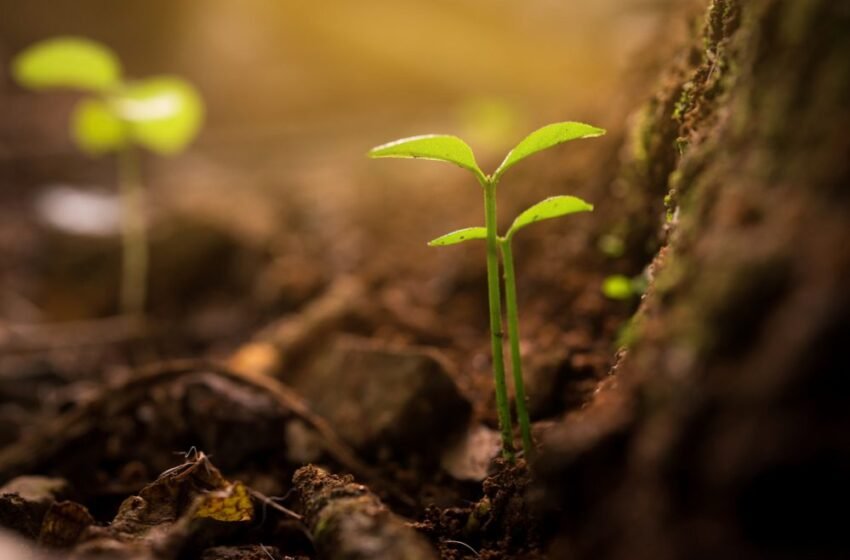  ಸಂತಸದ ಚಿಗುರು