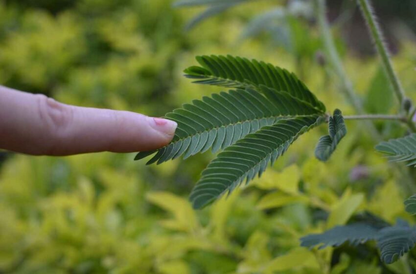  ನಾಚಿಕೆಯ ಮುಟ್ಟಿದರೆ ಮುನಿ