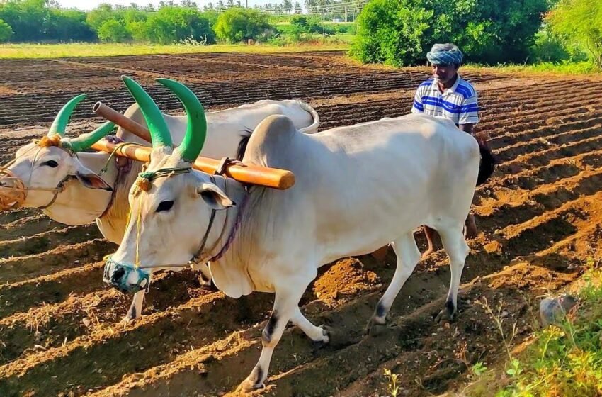  ಬಾಳ ಪಯಣಿಗರು