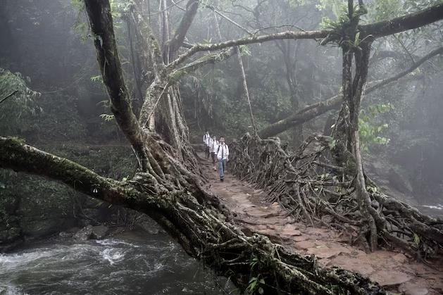  ಜೀವಂತ ಬಳ್ಳಿಗಳ ಸೇತುವೆಗಳು – ಮೇಘಾಲಯ