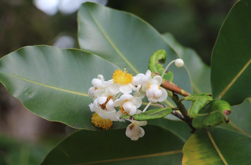  ಸುರಹೊನ್ನೆ