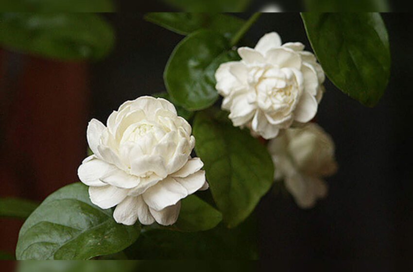  ಏಳು ಸುತ್ತಿನ ಮಲ್ಲಿಗೆ