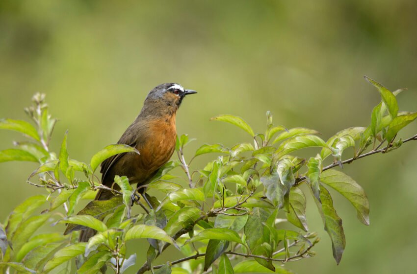  ಸಹ್ಯಾದ್ರಿಯ ನಗೆಮಲ್ಲರು – Laughingthrush