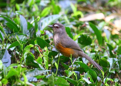  ಸಹ್ಯಾದ್ರಿಯ ನಗೆಮಲ್ಲರು – Laughingthrush 2