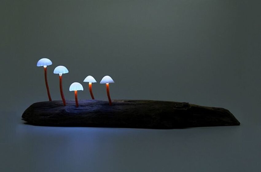  ಸತ್ಯ – ಮಿಥ್ಯದ ಲಹರಿ